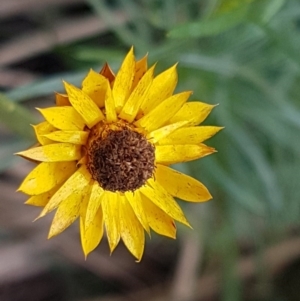 Xerochrysum viscosum at Acton, ACT - 16 Jul 2020