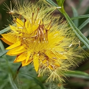 Xerochrysum viscosum at Acton, ACT - 16 Jul 2020