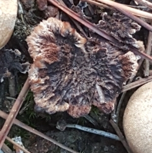 Thelephora terrestris at Isaacs, ACT - 16 Jul 2020 04:20 PM