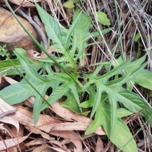 Solanum aviculare at Acton, ACT - 16 Jul 2020