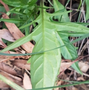 Solanum aviculare at Acton, ACT - 16 Jul 2020