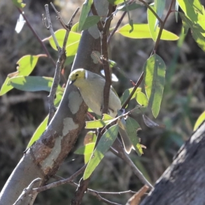 Ptilotula penicillata (White-plumed Honeyeater) at Boorowa, NSW - 16 Jul 2020 by Alison Milton