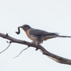 Cacomantis flabelliformis (Fan-tailed Cuckoo) at Stromlo, ACT - 16 Jul 2020 by patrickcox
