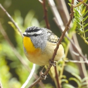 Pardalotus punctatus at Acton, ACT - 16 Jul 2020