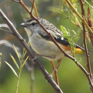 Pardalotus punctatus at Acton, ACT - 16 Jul 2020