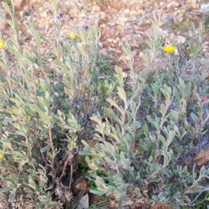 Hibbertia obtusifolia at Majura, ACT - 10 Jul 2020 04:35 PM