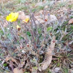 Hibbertia obtusifolia at Majura, ACT - 10 Jul 2020 04:35 PM