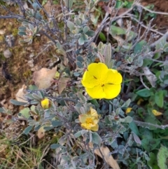 Hibbertia obtusifolia at Majura, ACT - 10 Jul 2020 04:35 PM