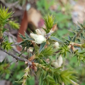 Melichrus urceolatus at Majura, ACT - 13 Jul 2020