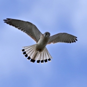 Falco cenchroides at Fyshwick, ACT - 16 Jul 2020 02:21 PM