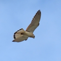 Falco cenchroides at Fyshwick, ACT - 16 Jul 2020 02:21 PM