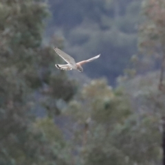 Falco cenchroides at Fyshwick, ACT - 16 Jul 2020 02:21 PM