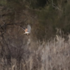 Falco cenchroides at Fyshwick, ACT - 16 Jul 2020 02:21 PM