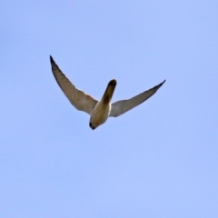 Falco cenchroides at Fyshwick, ACT - 16 Jul 2020 02:21 PM