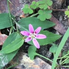 Schelhammera undulata (Lilac Lily) at Woodstock, NSW - 15 Jul 2020 by Evelynm