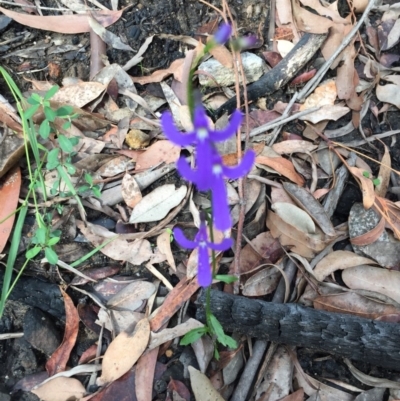 Lobelia dentata (Toothed Lobelia) at Woodstock, NSW - 15 Jul 2020 by Evelynm