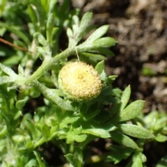 Cotula australis (Common Cotula, Carrot Weed) at Coree, ACT - 15 Jul 2020 by RWPurdie