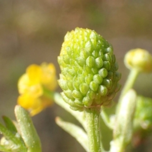 Ranunculus sceleratus subsp. sceleratus at Coree, ACT - 15 Jul 2020