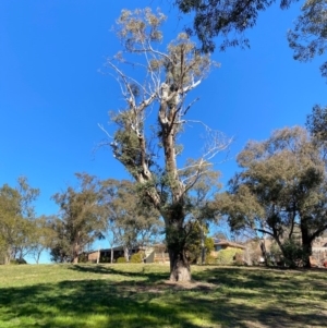 Eucalyptus blakelyi at Wanniassa Hills Open Space - 16 Jul 2020