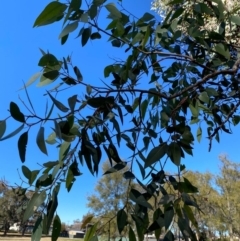 Eucalyptus blakelyi at Wanniassa Hills Open Space - 16 Jul 2020