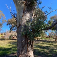 Eucalyptus blakelyi at Wanniassa, ACT - 16 Jul 2020