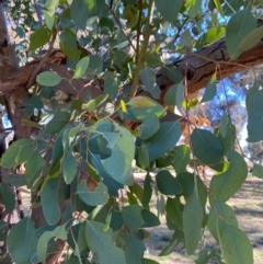 Eucalyptus blakelyi at Wanniassa, ACT - 16 Jul 2020