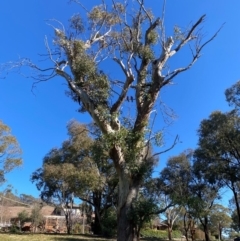 Eucalyptus blakelyi at Wanniassa, ACT - 16 Jul 2020