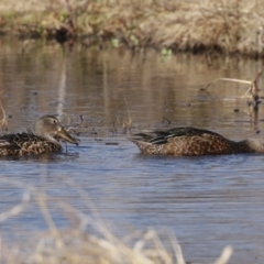 Spatula rhynchotis at Fyshwick, ACT - 16 Jul 2020