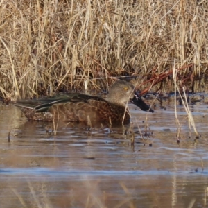 Spatula rhynchotis at Fyshwick, ACT - 16 Jul 2020