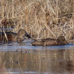 Spatula rhynchotis at Fyshwick, ACT - 16 Jul 2020