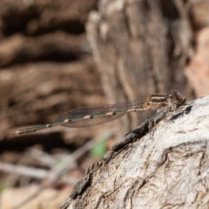 Austrolestes leda at Hackett, ACT - 17 Jul 2020 12:49 PM