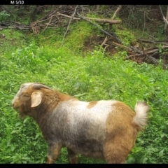 Capra hircus (Goat) at Yalwal, NSW - 14 Jul 2020 by simon.slater
