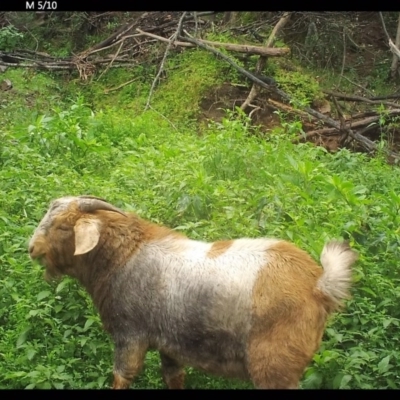 Capra hircus (Wild Goat) at Yalwal, NSW - 14 Jul 2020 by simon.slater