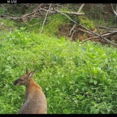 Notamacropus rufogriseus (Red-necked Wallaby) at Yalwal, NSW - 16 Jul 2020 by simon.slater