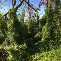 Asparagus asparagoides (Bridal Creeper, Florist's Smilax) at Wodonga - 17 Jul 2020 by Alburyconservationcompany