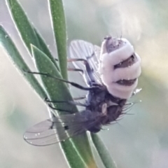 Entomophthora sp. (genus) (Puppeteer Fungus) at Denman Prospect, ACT - 17 Jul 2020 by tpreston