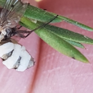 Entomophthora sp. (genus) at Denman Prospect, ACT - 17 Jul 2020