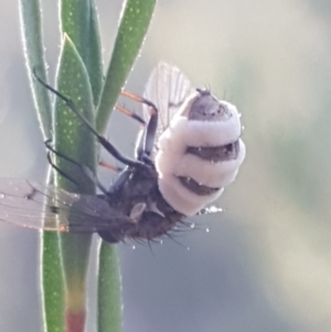 Entomophthora sp. (genus) at Denman Prospect, ACT - 17 Jul 2020