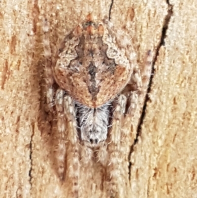 Socca pustulosa (Knobbled Orbweaver) at Denman Prospect, ACT - 17 Jul 2020 by trevorpreston