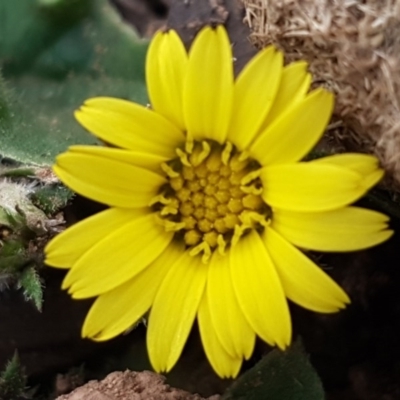 Cymbonotus sp. (preissianus or lawsonianus) (Bears Ears) at Denman Prospect, ACT - 17 Jul 2020 by trevorpreston