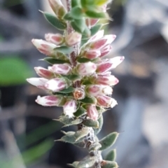 Leucopogon attenuatus (Small-leaved Beard Heath) at Denman Prospect, ACT - 17 Jul 2020 by tpreston