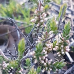 Leucopogon attenuatus at Denman Prospect, ACT - 17 Jul 2020