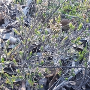 Leucopogon attenuatus at Denman Prospect, ACT - 17 Jul 2020