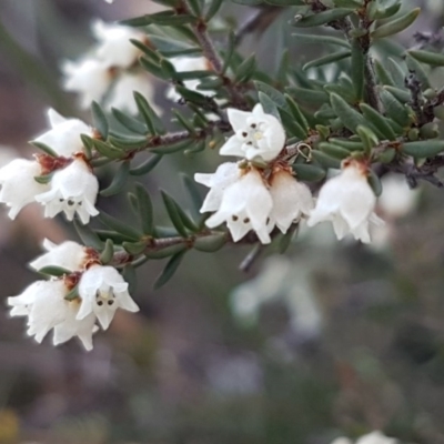 Cryptandra amara (Bitter Cryptandra) at Denman Prospect, ACT - 17 Jul 2020 by trevorpreston