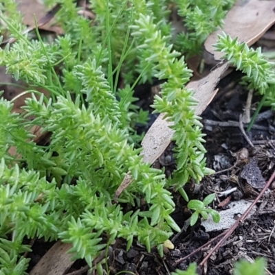 Crassula sieberiana (Austral Stonecrop) at Denman Prospect, ACT - 17 Jul 2020 by tpreston