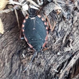 Diemenia rubromarginata at Denman Prospect, ACT - 17 Jul 2020