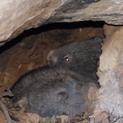 Vombatus ursinus (Common wombat, Bare-nosed Wombat) at Black Range, NSW - 17 Jul 2020 by MatthewHiggins