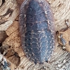 Laxta granicollis (Common bark or trilobite cockroach) at Denman Prospect, ACT - 17 Jul 2020 by trevorpreston