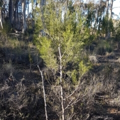 Callitris endlicheri (Black Cypress Pine) at Denman Prospect, ACT - 17 Jul 2020 by tpreston