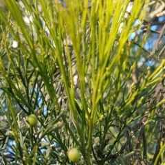 Exocarpos cupressiformis at Denman Prospect, ACT - 17 Jul 2020